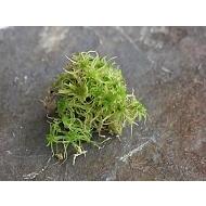 Sphagnum moss | Living green | 1 liter