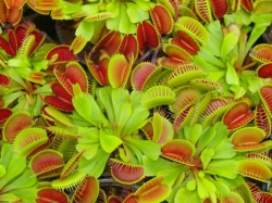 Dionaea muscipula | typical | adult