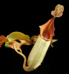 Nepenthes veitchii | golden peristome | Bario | 8 - 12 cm