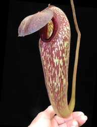 Nepenthes klossii | Clone 21 | > 20 cm