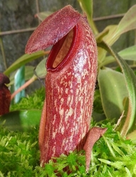 Nepenthes klossii | Clone 276 | 2 - 4 cm