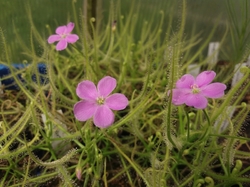 Drosera serpens | pink flowers | carnivorous plants seeds | 10 seeds