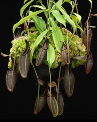 Nepenthes bongso | Purple | > 15 cm