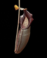 Nepenthes bongso | Purple | 10 - 15 cm