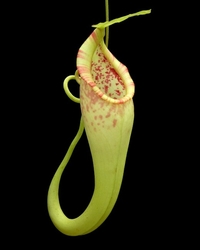 Nepenthes bongso | Purple | 10 - 15 cm