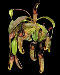 Nepenthes eymae | Central Sulawesi - Indonesia | 10 - 15 cm