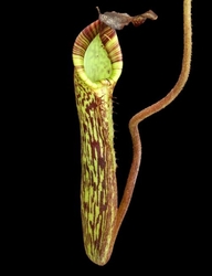 Nepenthes fusca | flared peristome | 6 - 8 cm