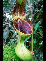 Nepenthes lowii | Trusmadi | 4 - 6 cm