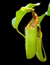 Nepenthes chaniana x veitchii | 6 - 8 cm