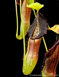 Nepenthes singalana | Belirang | 6 - 10 cm