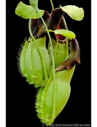 Nepenthes spathulata | Sumatra | 6 - 8 cm