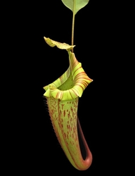 Nepenthes veitchii x platychila | 6 - 8 cm