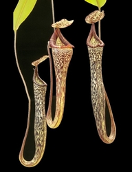 Nepenthes vogelii | Borneo | 8 - 12 cm