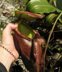 Nepenthes treubiana | Andamata - New Guinea | 8 - 10 cm
