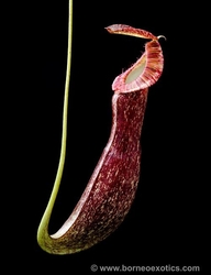 Nepenthes mirabilis var. echinostoma | Red Speckled| 8 - 12 cm