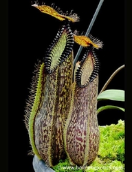Nepenthes hamata | Lumut | 3 - 5 cm