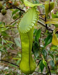 Nepenthes hamata | Lumut | 3 - 5 cm - upper pitcher