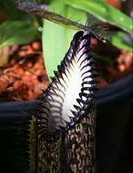 Nepenthes hamata | Lumut | 3 - 5 cm - peristome detail
