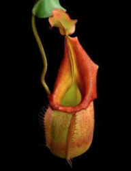 Nepenthes veitchii | golden peristome | Bario | 8 - 12 cm