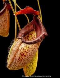Nepenthes talangensis x robcantleyi | 6 - 8 cm