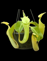 Nepenthes chaniana | 6 - 8 cm