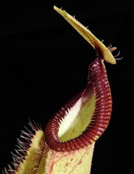 Nepenthes mirabilis var. globosa x hamata | 7 - 10 cm