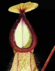 Nepenthes mirabilis var. globosa x hamata | 7 - 10 cm