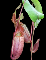 Nepenthes veitchii x mira | 6 - 10 cm