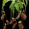 Nepenthes ventricosa x rafflesiana | 6 - 8 cm