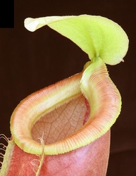 Nepenthes singalana x ampullaria | 5 - 8 cm