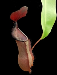 Nepenthes spathulata x tobaica | 8 - 10 cm