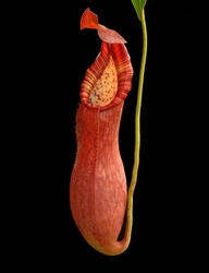 Nepenthes petiolata | Mindanao | 6 - 10 cm