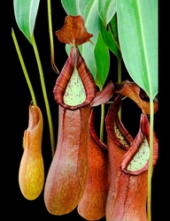 Nepenthes petiolata | Mindanao | 10 - 15 cm