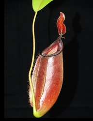 Nepenthes ampullaria x fusca | 10 - 15 cm