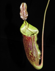 Nepenthes ampullaria x (veitchii x lowii) | 6 - 10 cm