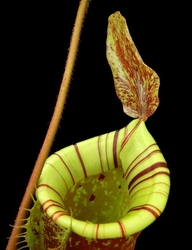 Nepenthes ampullaria x (veitchii x lowii) | 6 - 10 cm - kopie