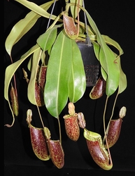 Nepenthes ampullaria x (veitchii x lowii) | > 20 cm