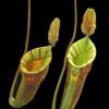 Nepenthes ampullaria x (veitchii x lowii) | 6 - 10 cm - kopie