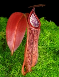 Nepenthes glandulifera x peltata | 6 - 10 cm