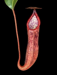 Nepenthes glandulifera x peltata | 6 - 10 cm