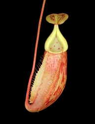 Nepenthes glabrata x veitchii | 8 - 10 cm