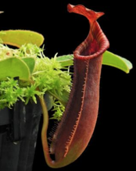 Nepenthes (veitchii x platychila) x lowii |  8 - 10 cm