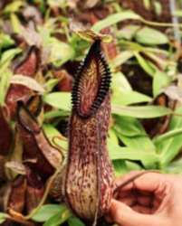 Nepenthes hamata 'Lumut'  | > 15 cm - kopie
