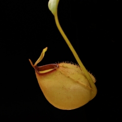 Nepenthes bicalcarata x ampullaria | 8 - 12 cm
