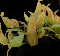 Nepenthes hirsuta | spotted | 4 - 6 cm