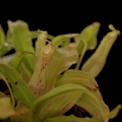 Nepenthes mirabilis var. echinostoma | Red Speckled| 8 - 12 cm