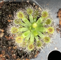 Drosera pulchella | 58B | 2 - 4 plants