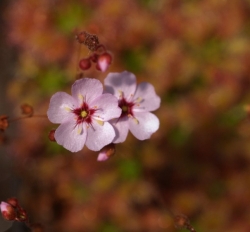 Drosera pulchella x D. omissa Pale Pink Red Centre | Pygmy Sundew Gemmae | 5 pcs