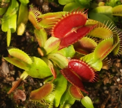 Dionaea muscipula | Clumping cult | 3 - 4 cm