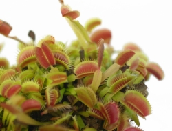 Dionaea muscipula | Draco | 3 - 4 cm